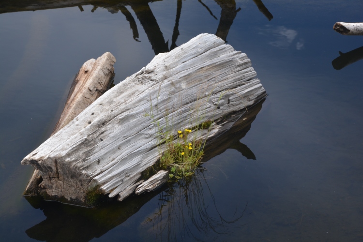 log with flower on lake